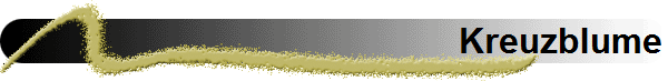 Kreuzblume
